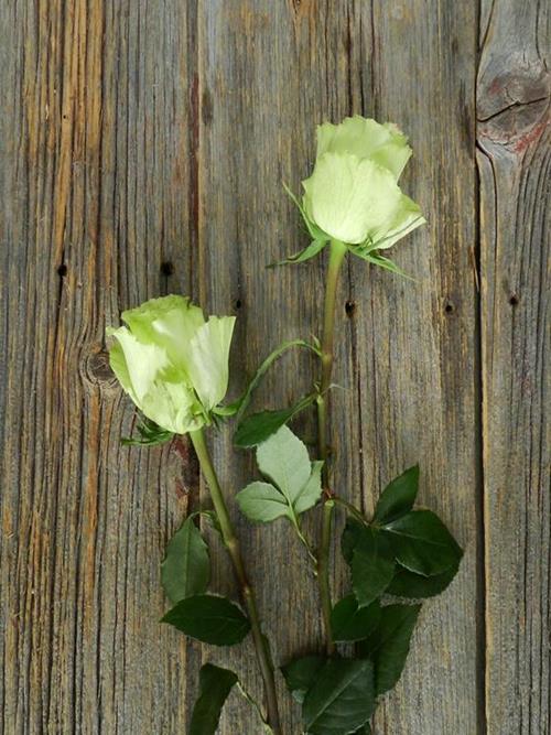 LEMONADE  CITRON GREEN ROSES